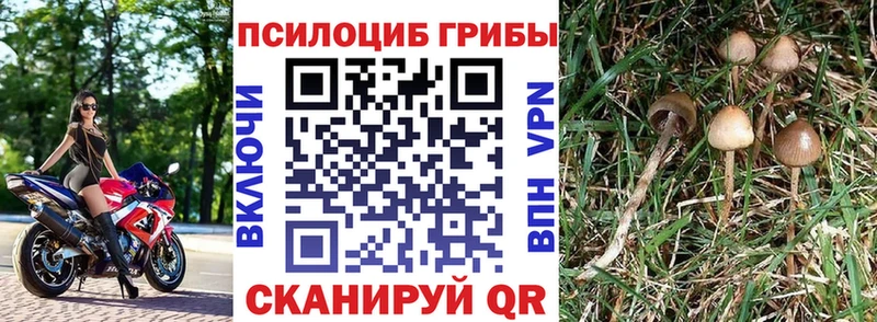 Купить  Терек  Псилоцибиновые грибы Psilocybe 